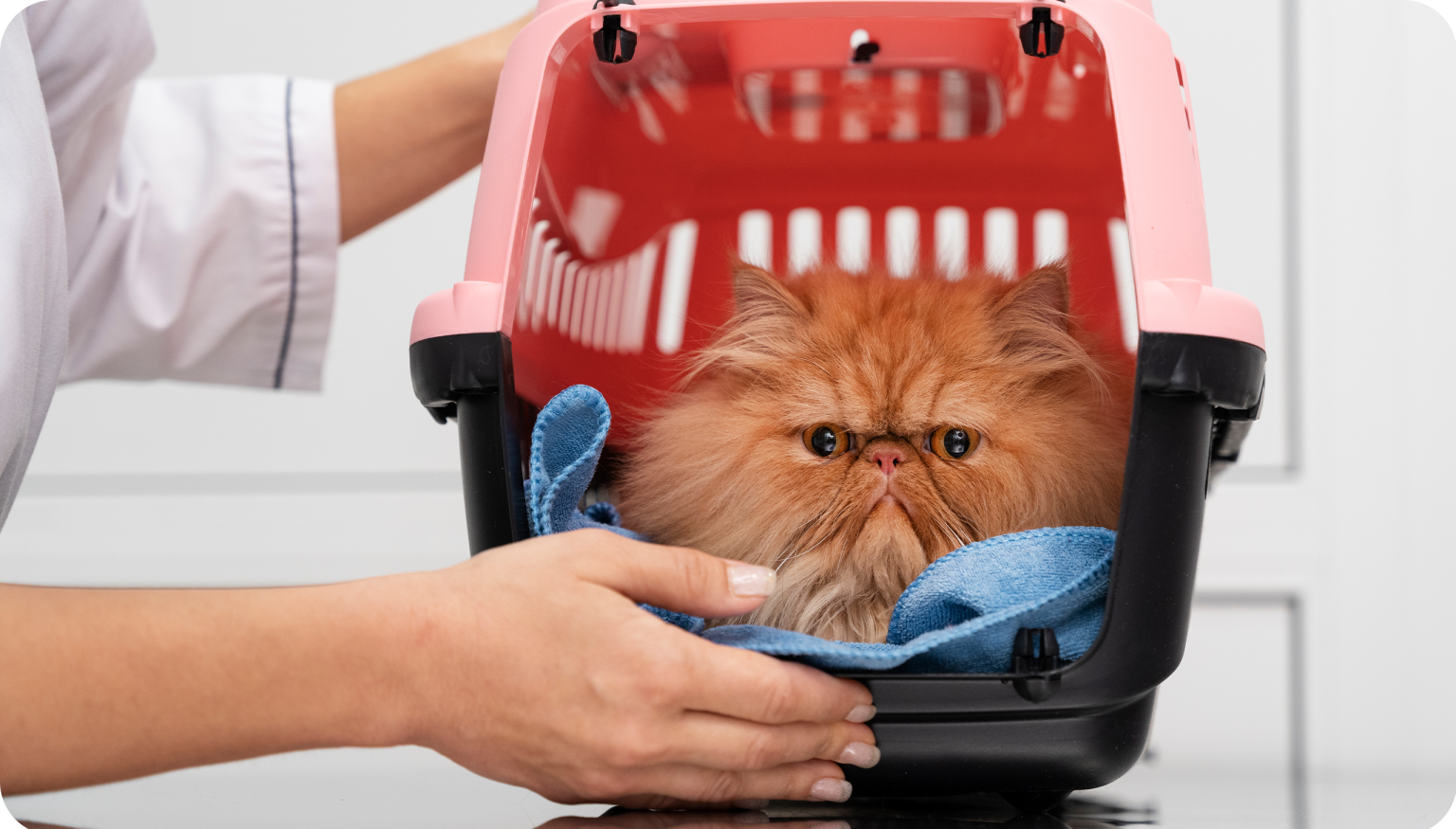 Pet Relocation Services