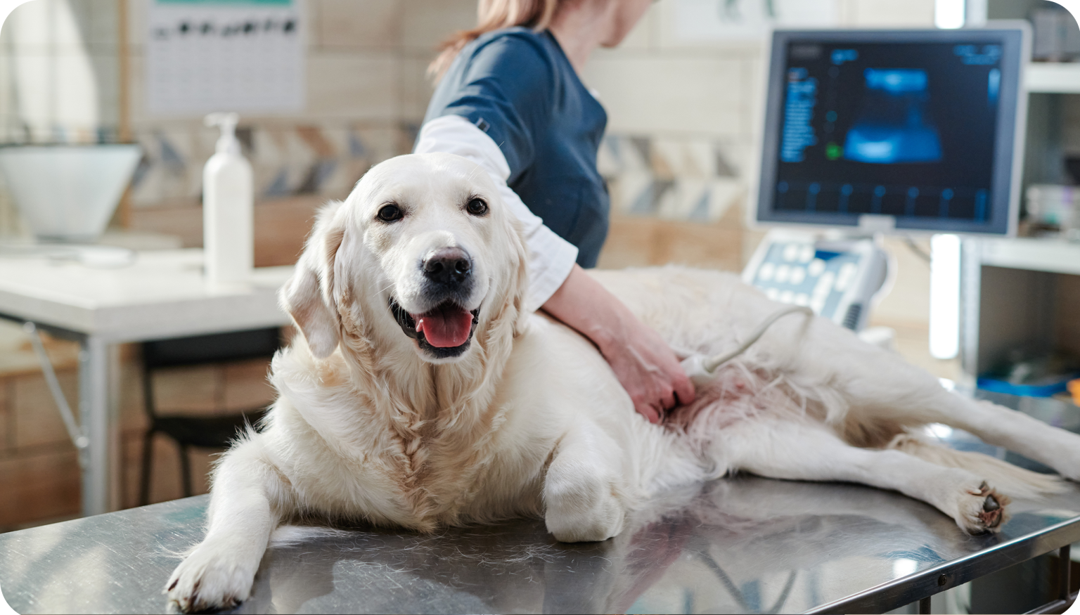 Understanding Pet Medical Services