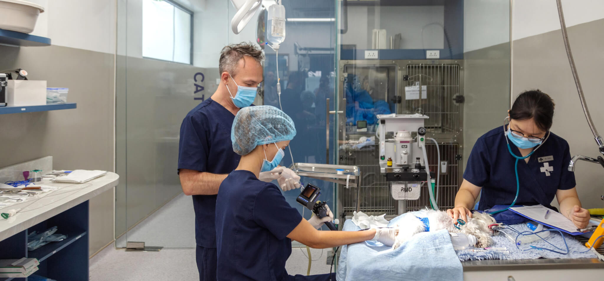 Dog Surgery Vietnam: Premier Care at ADI International Veterinary Hospital