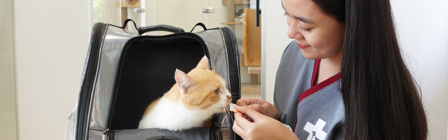 The Vital Role of Regular Pet Health Checks in Ensuring Pet Wellness