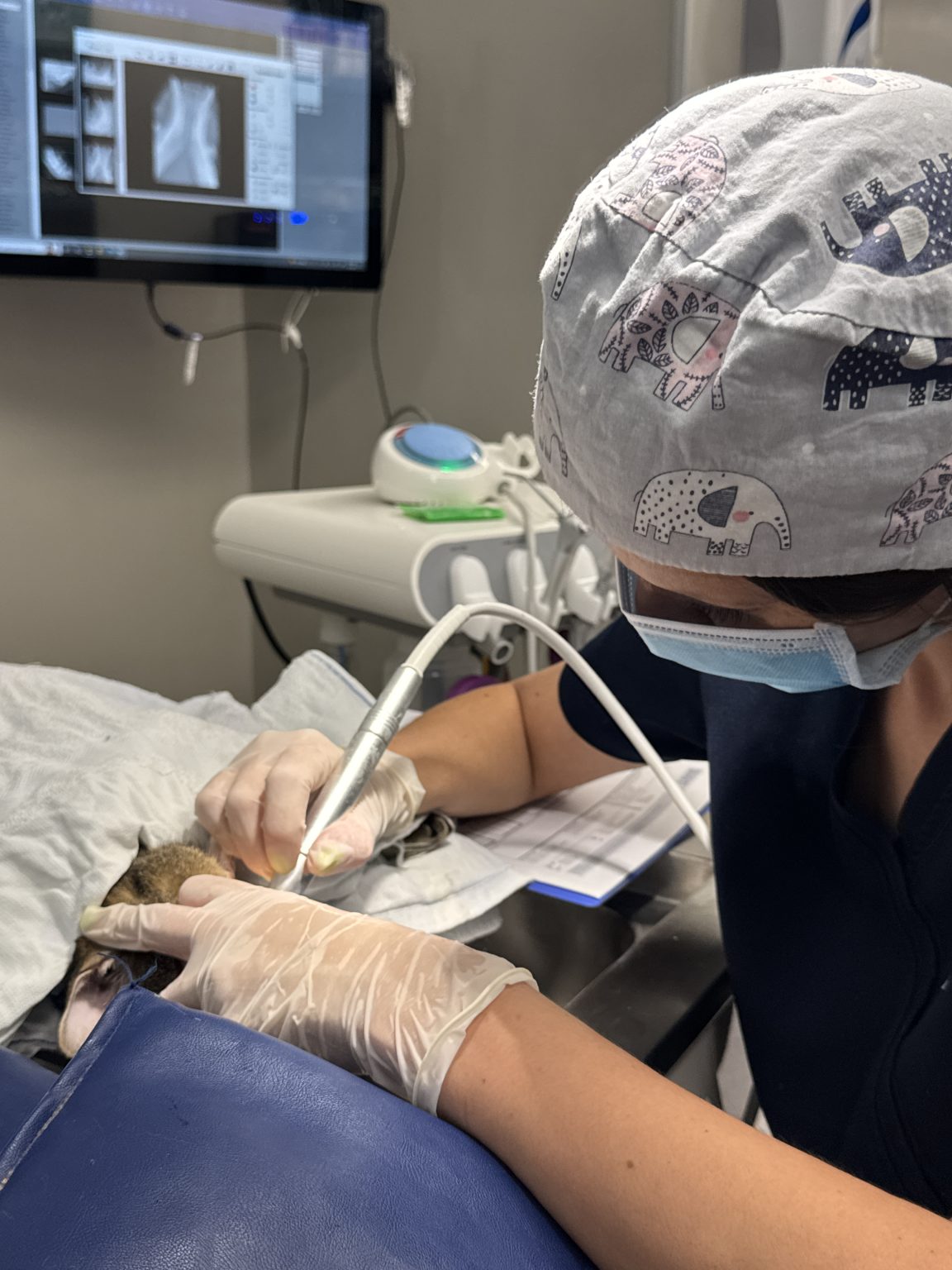 Dog Surgery Vietnam