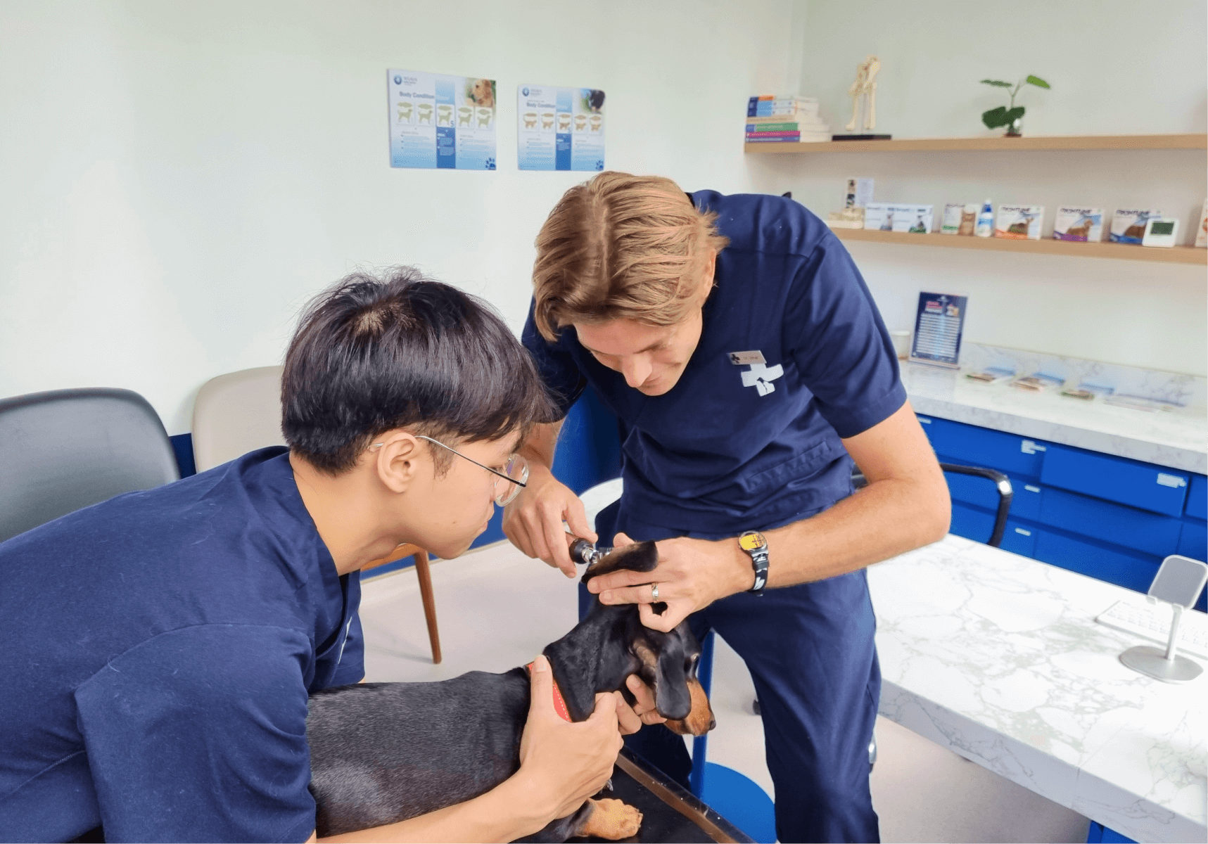 pet health check Ho Chi Minh
